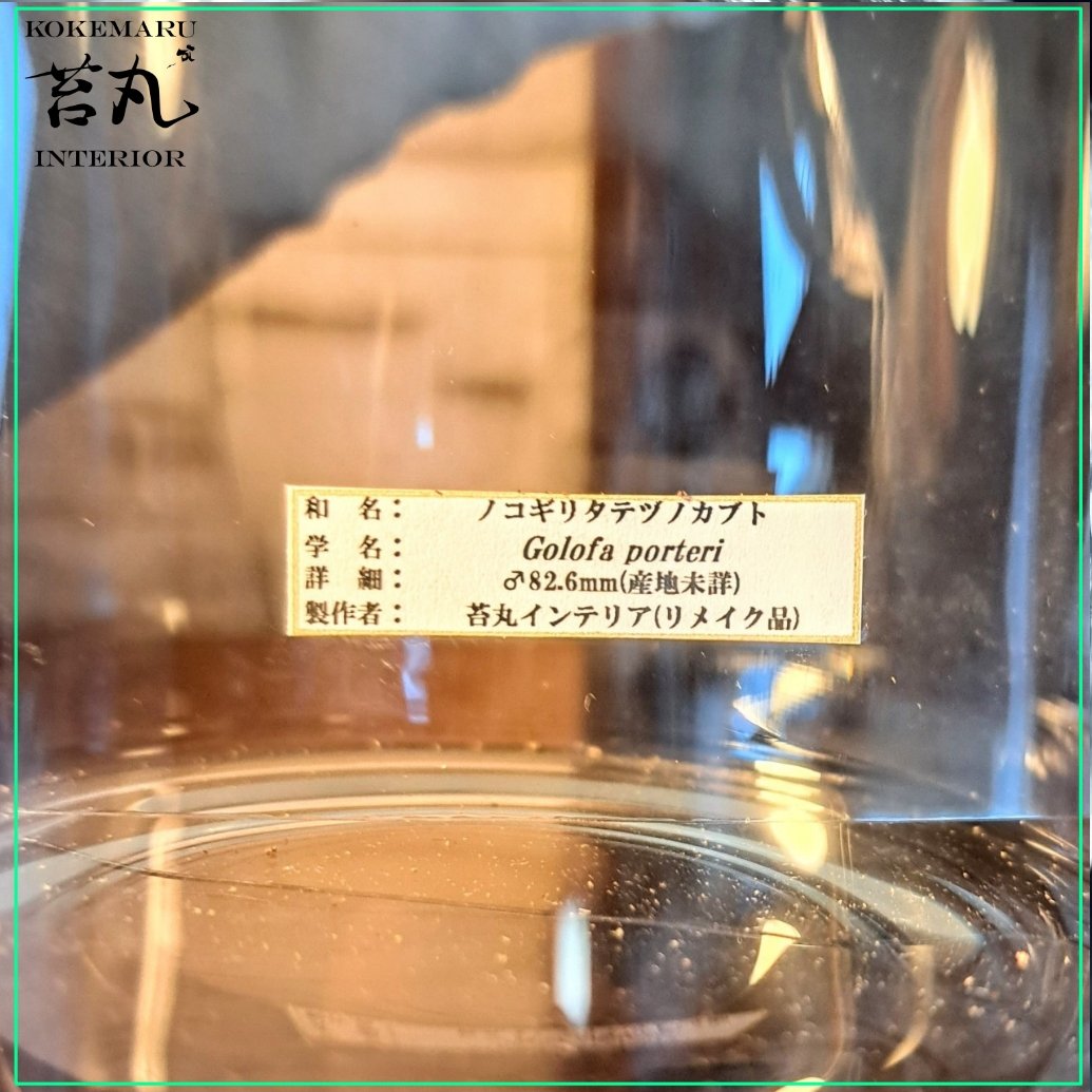 標本 完品 特大 62mm ゴロファ ポルテリ Golofa porteri タテヅノ最大種! ゴロファ・ポルテリ 成虫 ML♂♀ペア | D.D.A ism