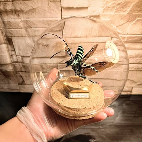 【ラグジュアリー 昆虫標本】ハデツヤカミキリ♀　飛翔型標本仕上げガラスドームL展示