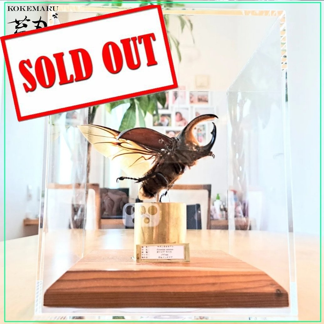 昆虫標本】サタンオオカブト♂87mm飛翔 透明ケース展示 | 苔丸