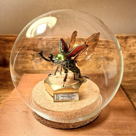 CATEGORY ○苔丸作品(インテリア標本) | 苔丸インテリア(公式