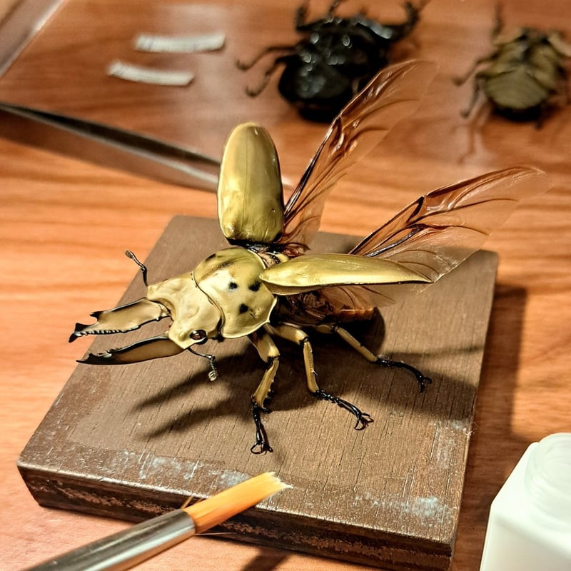 昆虫標本】ババオウゴンオニクワガタ♂57mm 立体飛翔型ガラス 昆虫標本】ババオウゴンオニクワガタ♂57mm 立体飛翔型ガラス