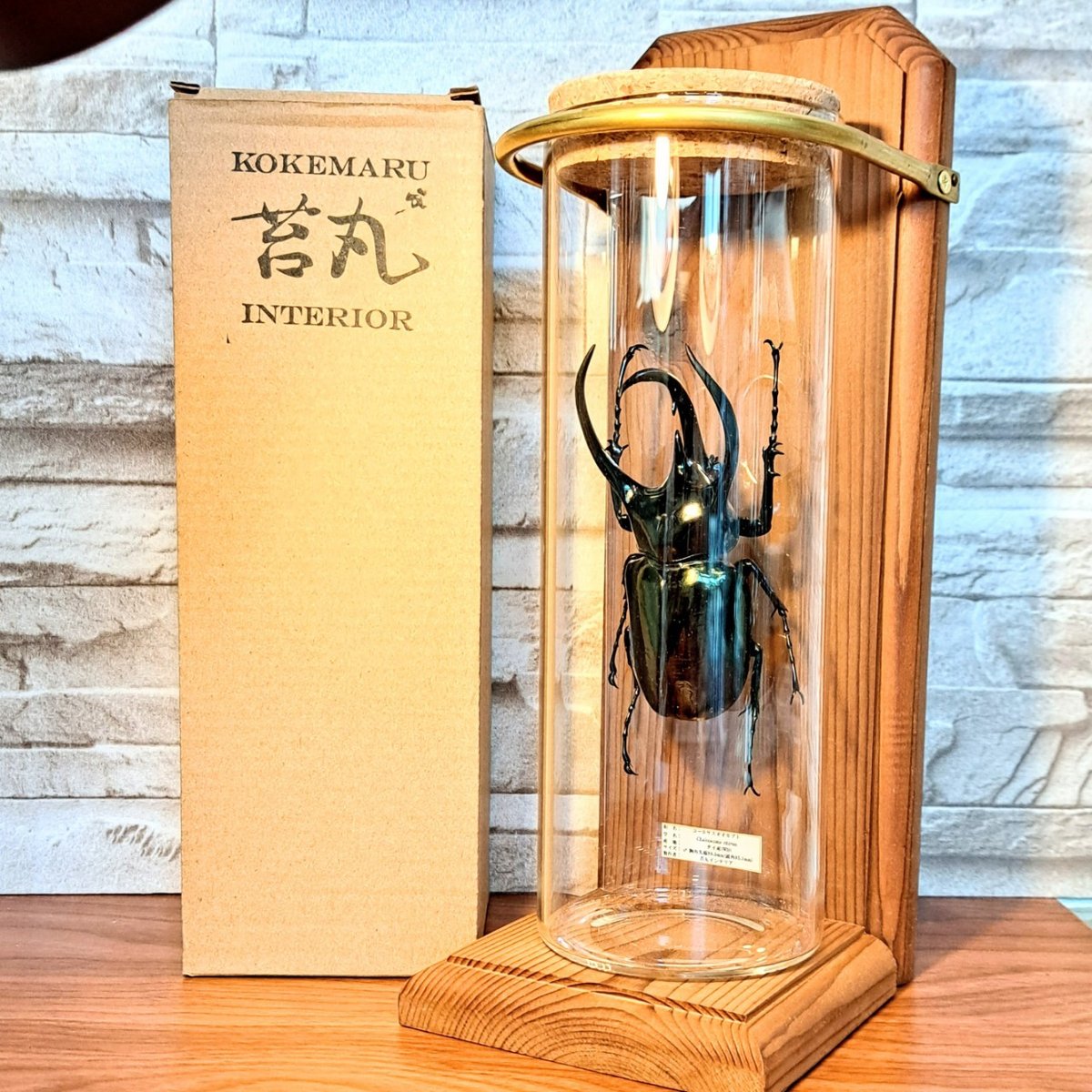 1点もの【昆虫標本】(レア品)コーカサスオオカブト♂単体99.5mmタイ産