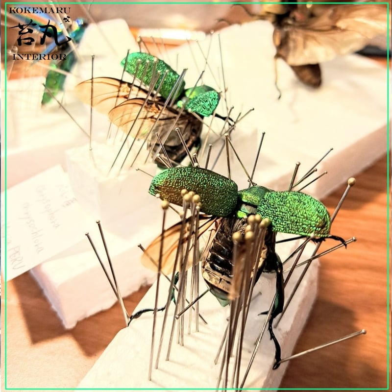 昆虫標本】アシナガミドリツヤコガネ飛翔仕上げ 美麗種ガラスドーム