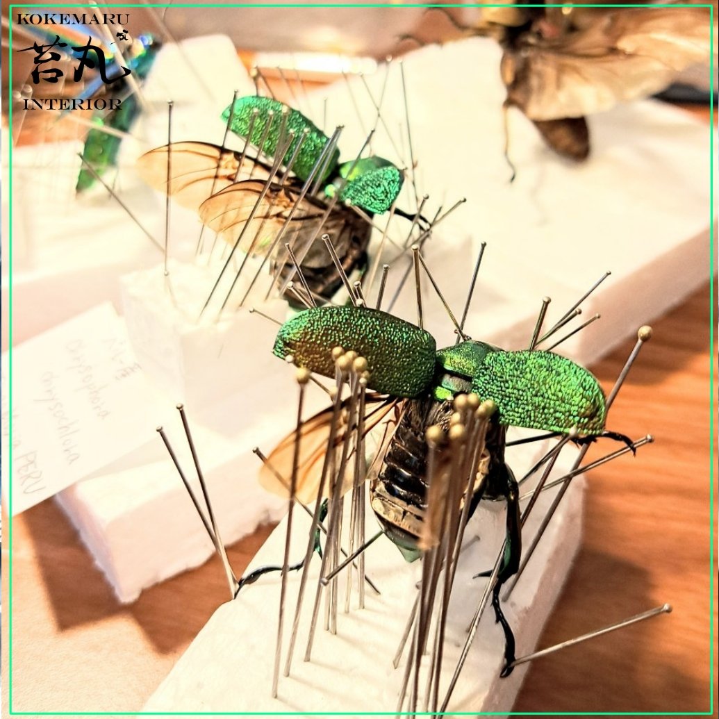 昆虫標本】アシナガミドリツヤコガネ飛翔仕上げ 美麗種ガラスドーム