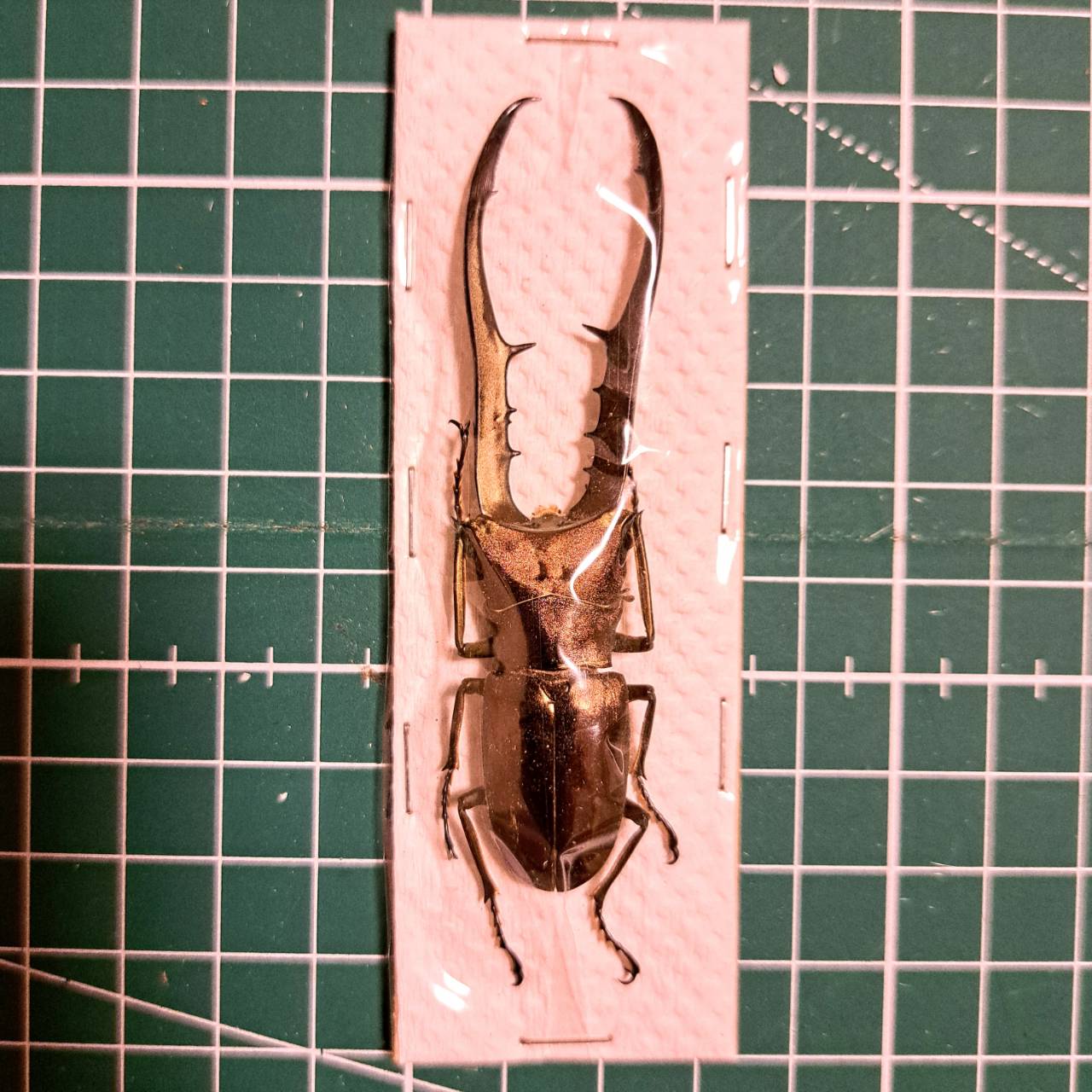 メタリフェルホソアカクワガタ 84mm 標本 original