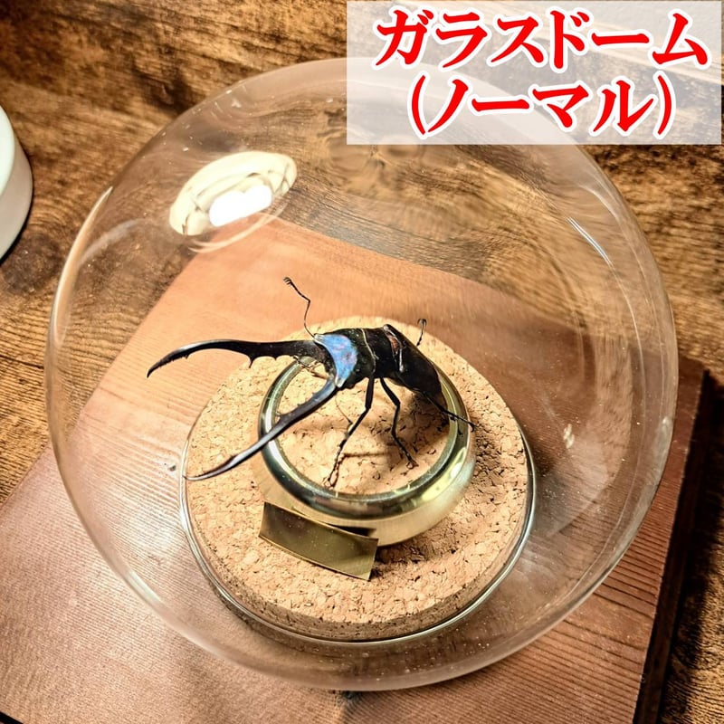オプション選択可商品】＜定番＞メタリフェルホソアカクワガタ