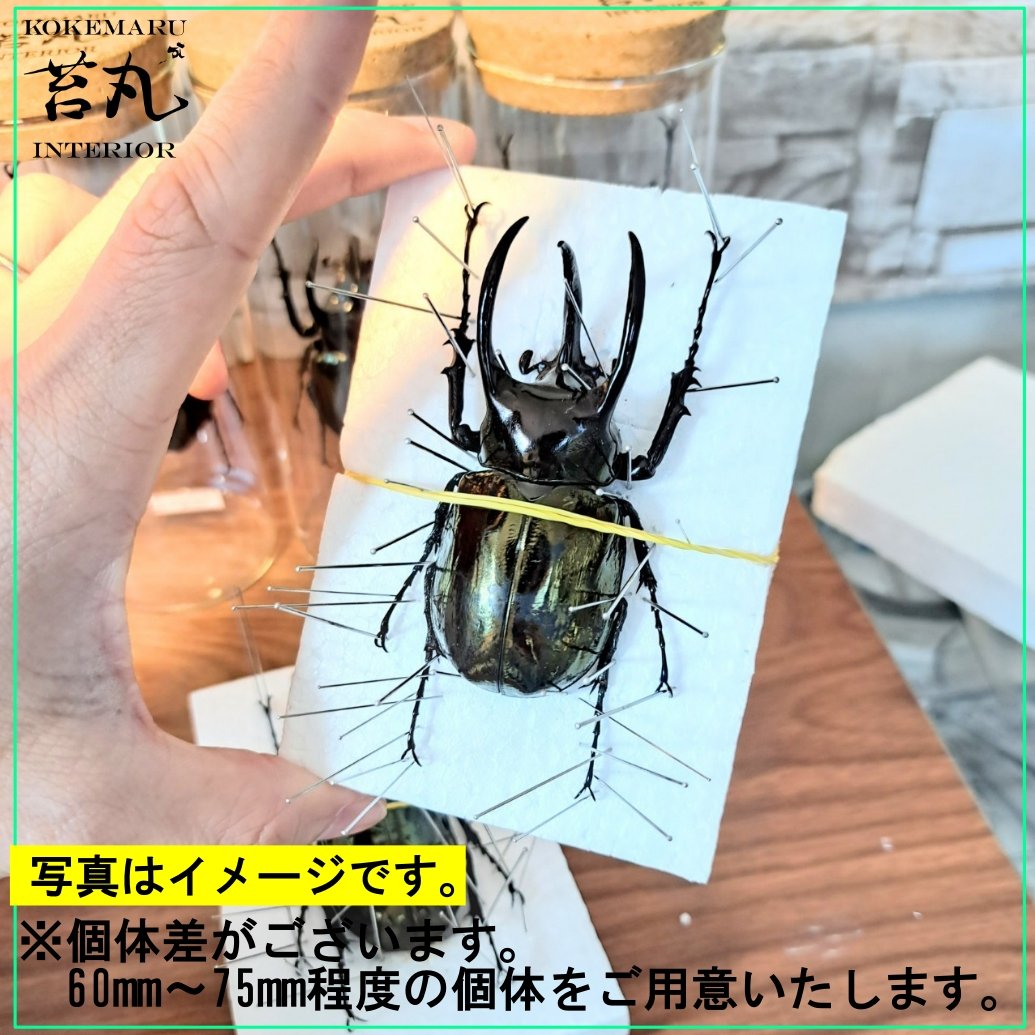 アトラスオオカブト　昆虫標本　雄雌セット 楽天市場】むしや本舗 アトラスオオカブト成虫 オスメスペア L