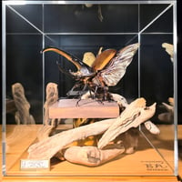 【HYOHON-角(kaku)-現景×光和デザイン】ヘラクレスオオカブト(Dynastes hercules hercules)♂144mm