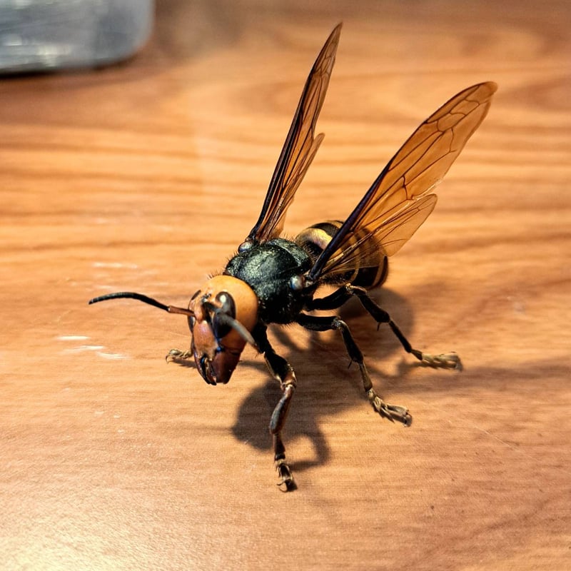 残り1【昆虫標本】オオスズメバチ(超特大サイズ)♀ 立体標本仕上げ