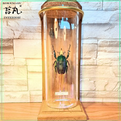 標本瓶 61Hn-B4+fOL._AC_SY200_QL15_.jpg