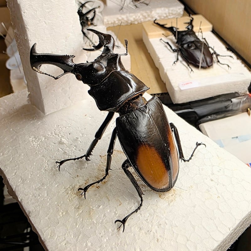 大型パリーミヤマクワガタ　野外品　標本 標本用死虫】特大 パリーフタマタクワガタ ♂85mmUP 数量限定｜厳選