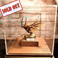 昆虫標本】サタンオオカブト♂87mm飛翔 透明ケース展示 | 苔丸