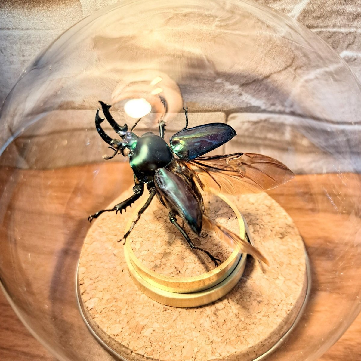 【コエポン】ニジイロクワガタ 昆虫標本 Amazon.co.jp: 虫の標本 ニジイロクワガタ ライトフレーム