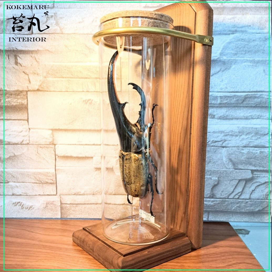 ラグジュアリー【昆虫標本】特大サイズヘラクレスオオカブト