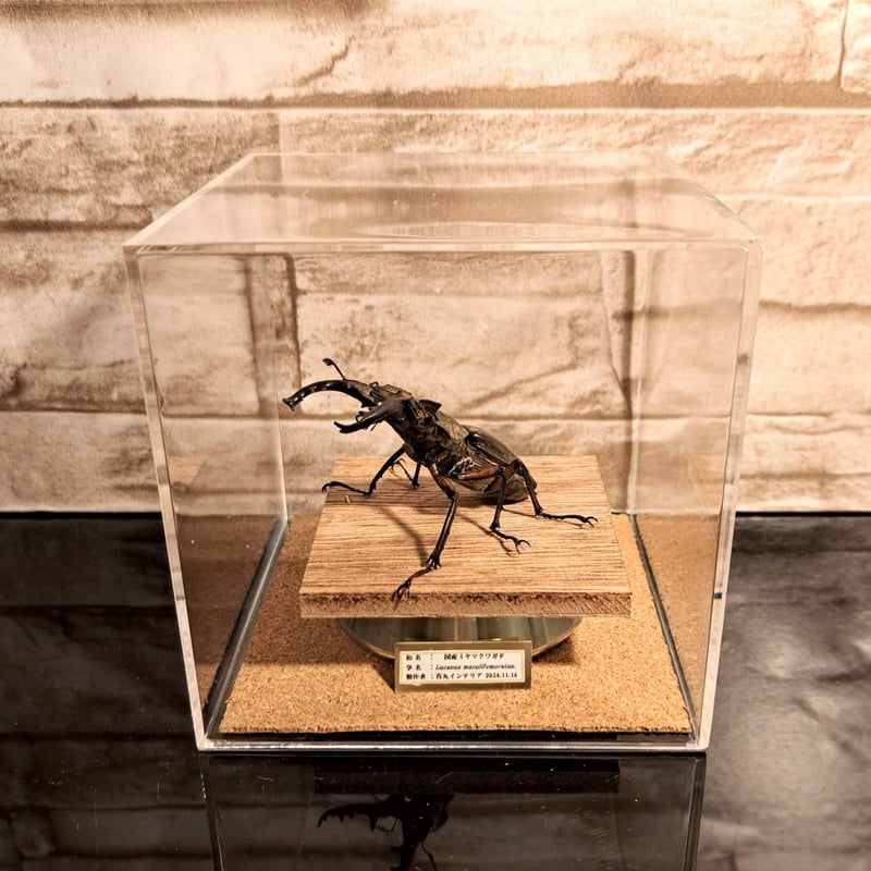 野外品　ミクラミヤマクワガタ♂標本 昆虫標本】ミクラミヤマクワガタ 標本 野生 ワイルド 黄紋型