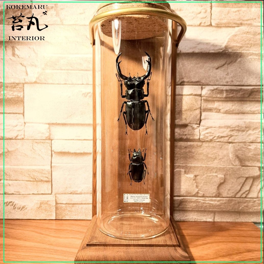 【野外個体標本】ウエストウッディオオシカクワガタ　亜種カズミアエ　約66mm Rhaetus westwoodi westwoodi ウエストウッディ原名亜種 INDIA
