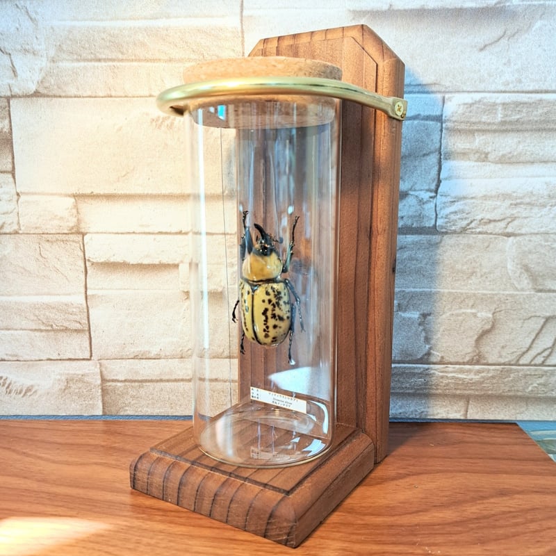 1点もの【昆虫標本】(中サイズ)ティティウスシロカブト♂ 中サイズ