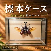 【標本ケース】自由に飾る昆虫標本ディスプレイ｜どこでも刺せる背面板・コンパクト透明ケース