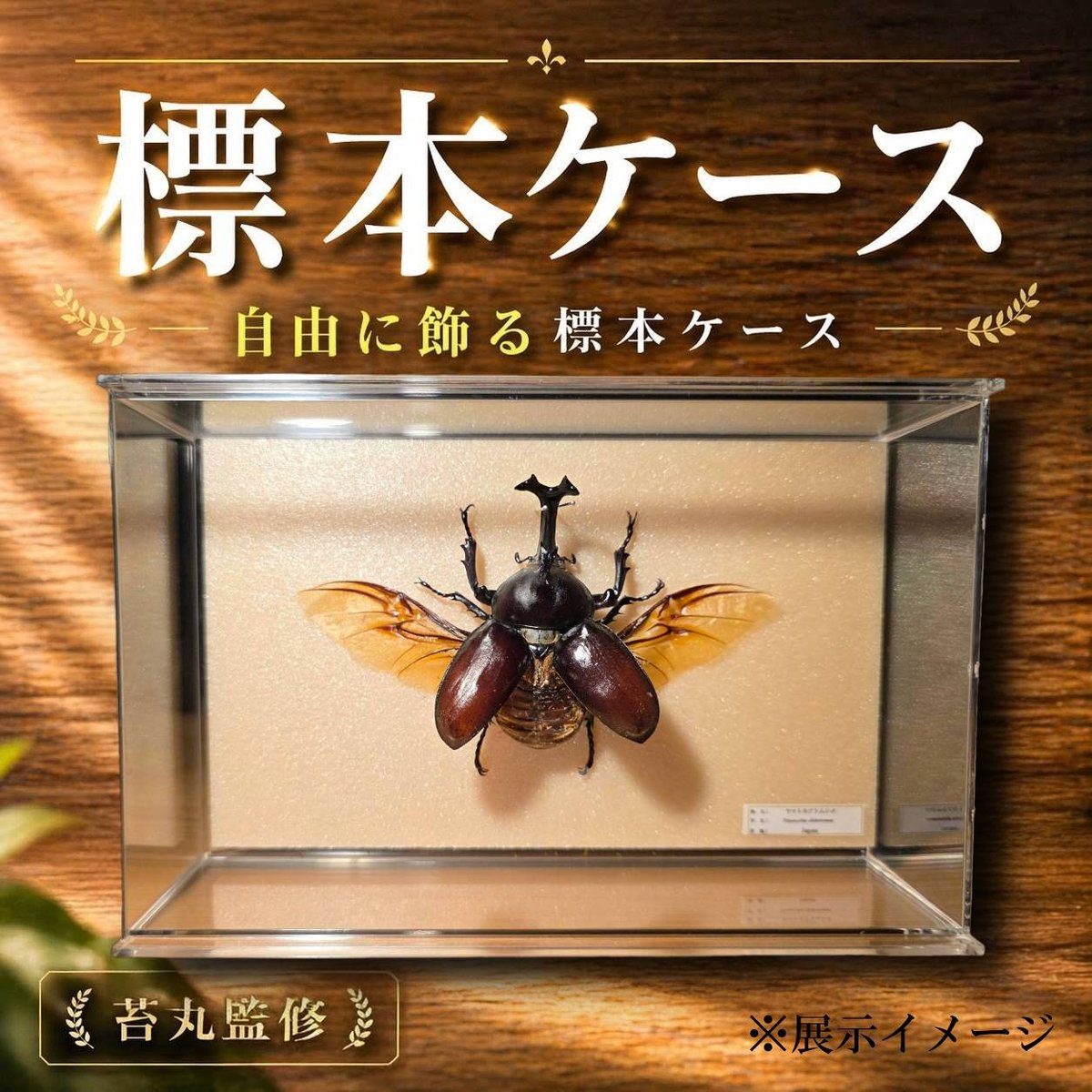 昆虫標本 緑色と金色の光沢 収納ケース付き 昆虫標本 緑色と金色の光沢 収納ケース付き 昆虫標本箱のおすすめ人気