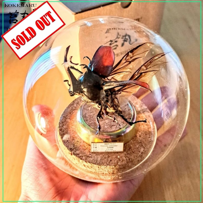 カブトムシ　標本　歯車　1点物 カブトムシ 標本 歯車 1点物 カブトムシのの通販 | コレクション