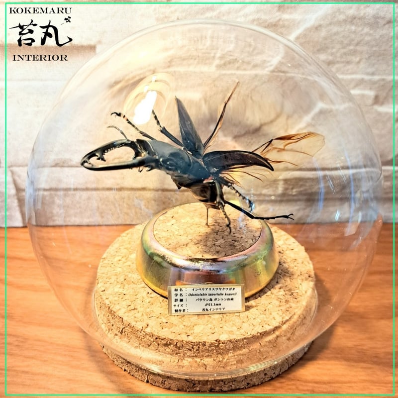 1点もの【昆虫標本】インペリアリスツヤクワガタ♂61.1mm飛翔