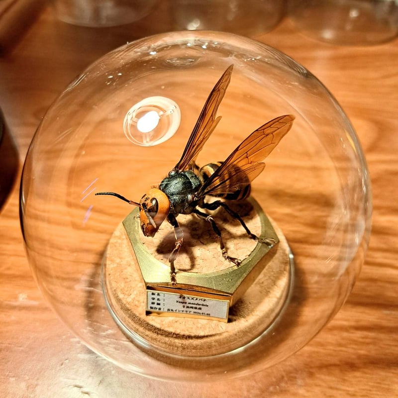 残り1【昆虫標本】オオスズメバチ(超特大サイズ)♀ 立体標本仕上げ