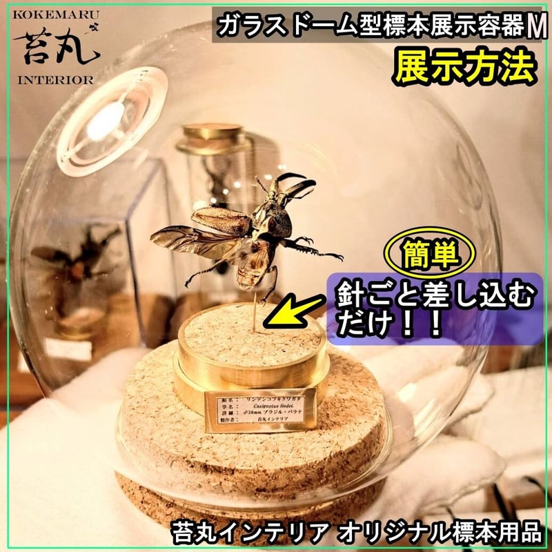 ガラスドーム型展示ケース(S)】直径10㎝ 針刺しコルク台座付き | 苔丸