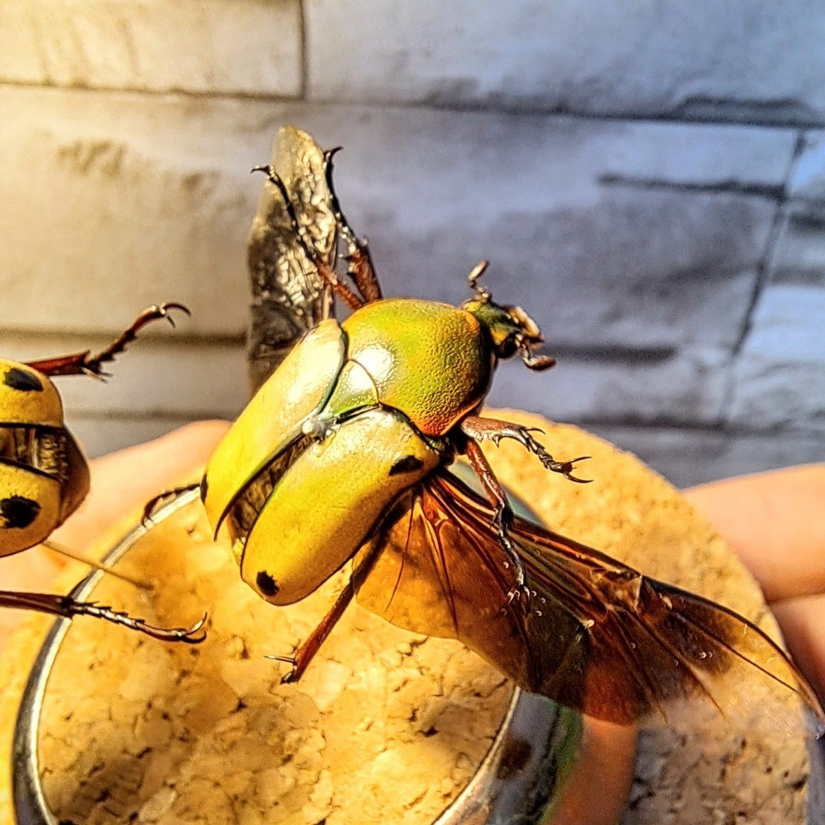 カナブンページ 1点もの【昆虫標本】ヘレロエンシスサスマタカナブン♂♀ペア