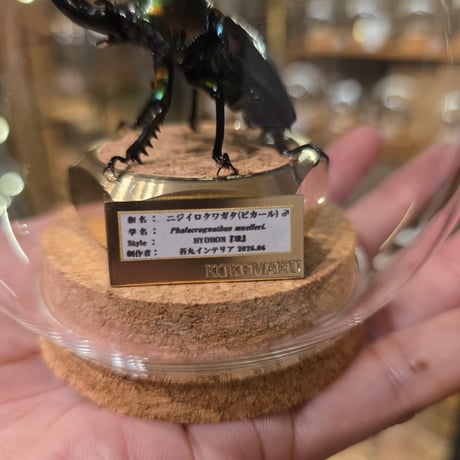 【HYOHON-球(kyu)-】ニジイロクワガタ♂(ピカール)-Phalacrognathus muelleri-