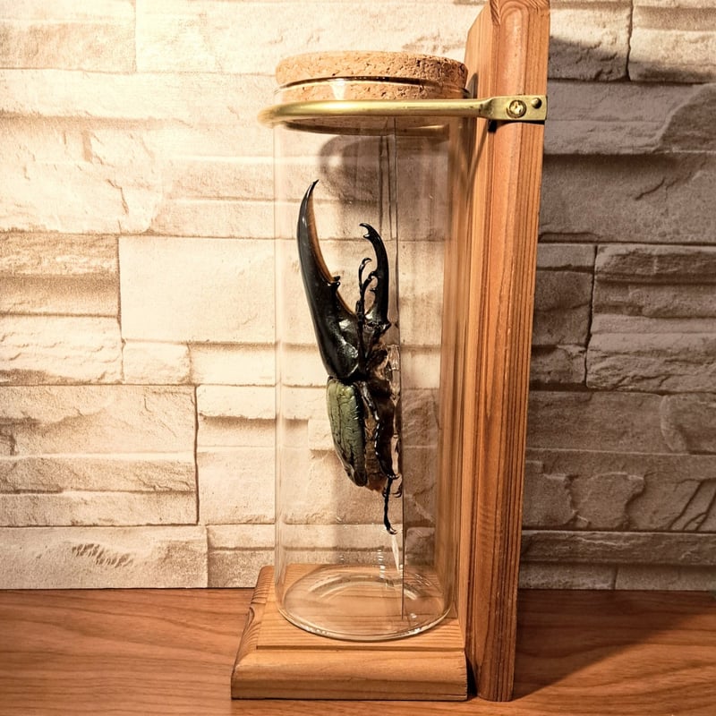 ヘラクレスオオカブト ブリュゼニ 130mm 標本 GW特価【超美麗】ヘラクレス ブリュゼニ ペア【稀少】激レア