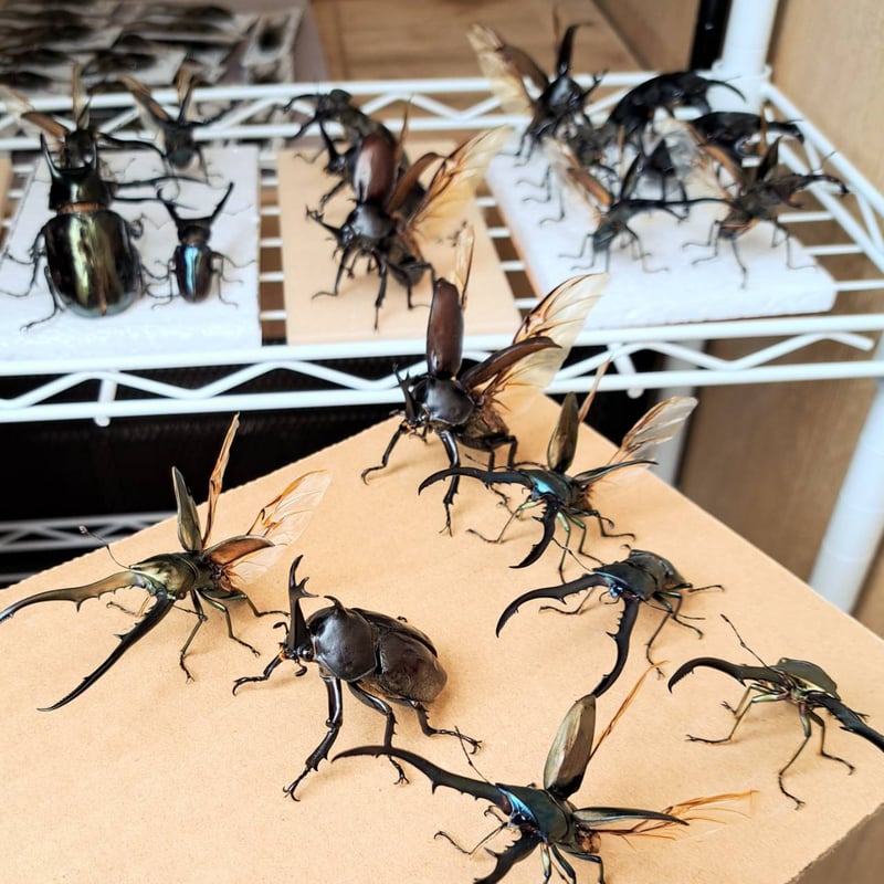 オプション選択可商品】＜定番＞メタリフェルホソアカクワガタ