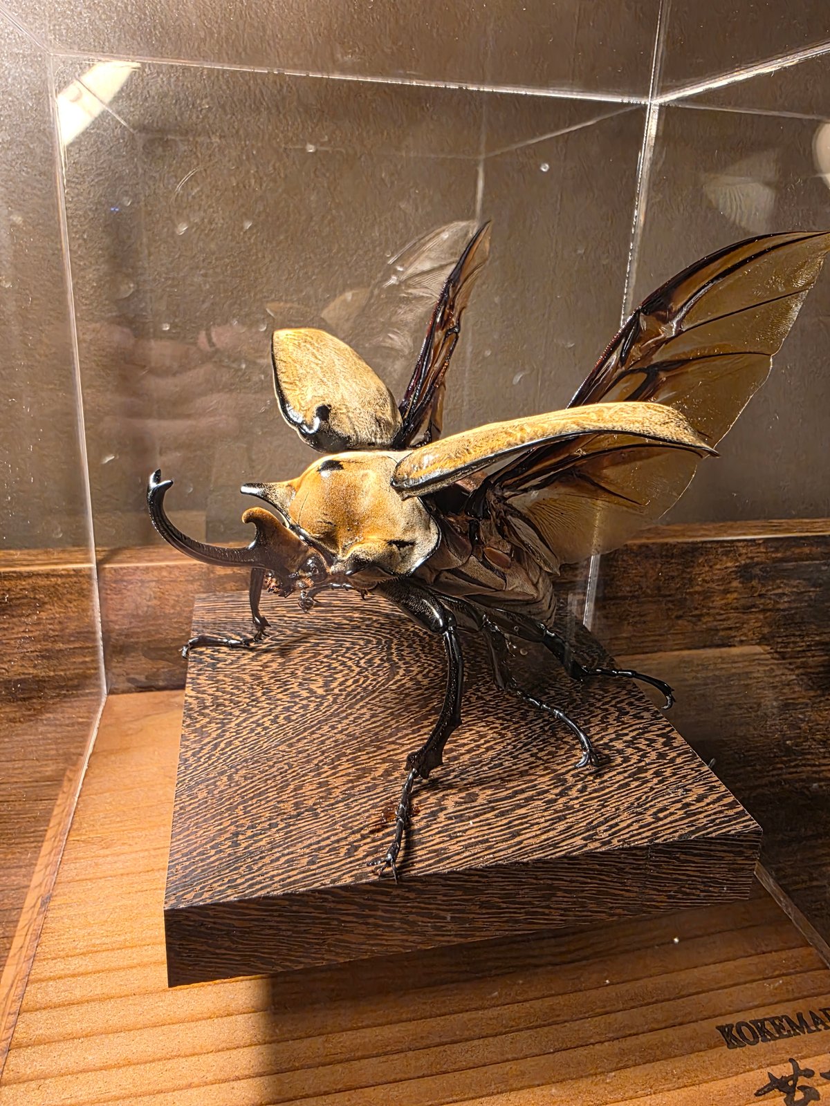 【苔丸インテリアHYOHON作品】/昆虫標本/エレファスゾウカブト/カブトムシ HYOHON『角』t17】-エレファスゾウカブト♂- | 苔丸インテリア(公式
