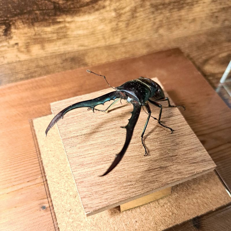 オプション選択可商品】＜定番＞メタリフェルホソアカクワガタ