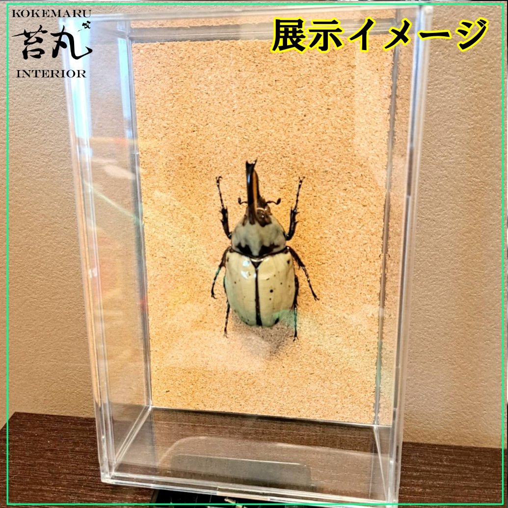 ヘラクレスオオカブトムシ 標本 憎き 約150mm展示ケース付き
