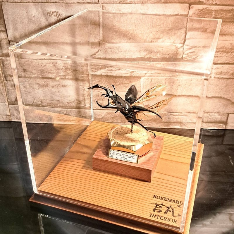 ラグジュアリー 昆虫標本】ウエストウッディオオシカクワガタ♂79.8mm