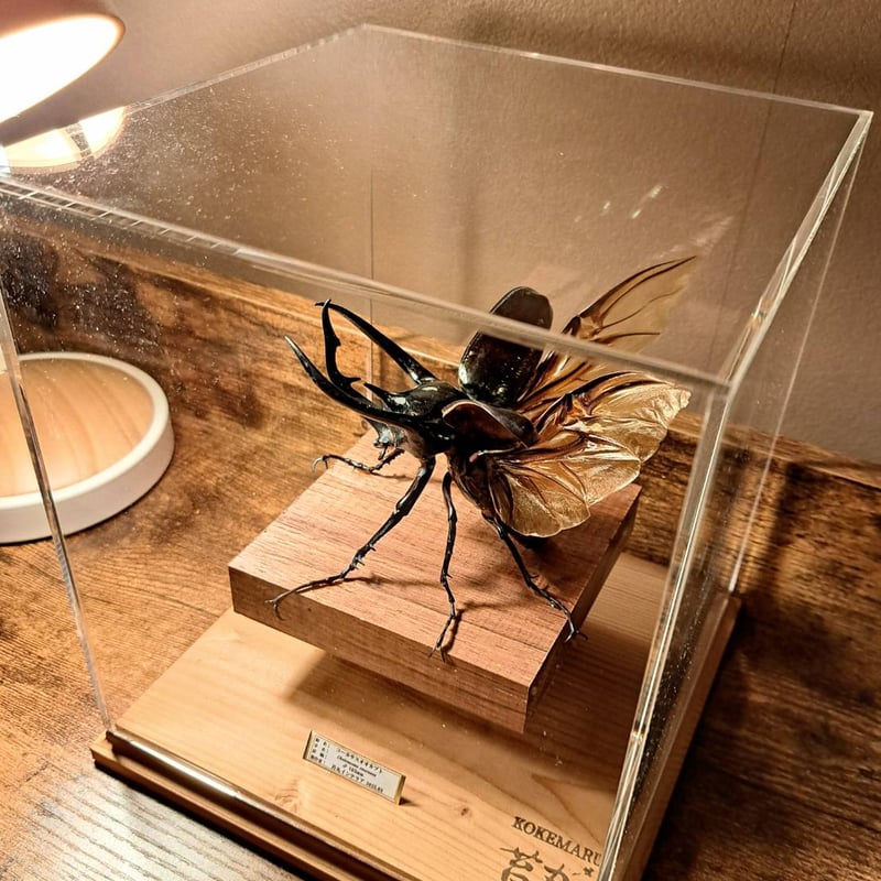 コーカサスオオカブト 標本 シーラケース付(破損あり) 野外品]コーカサスオオカブト108mm標本新品シーラケース付き（死