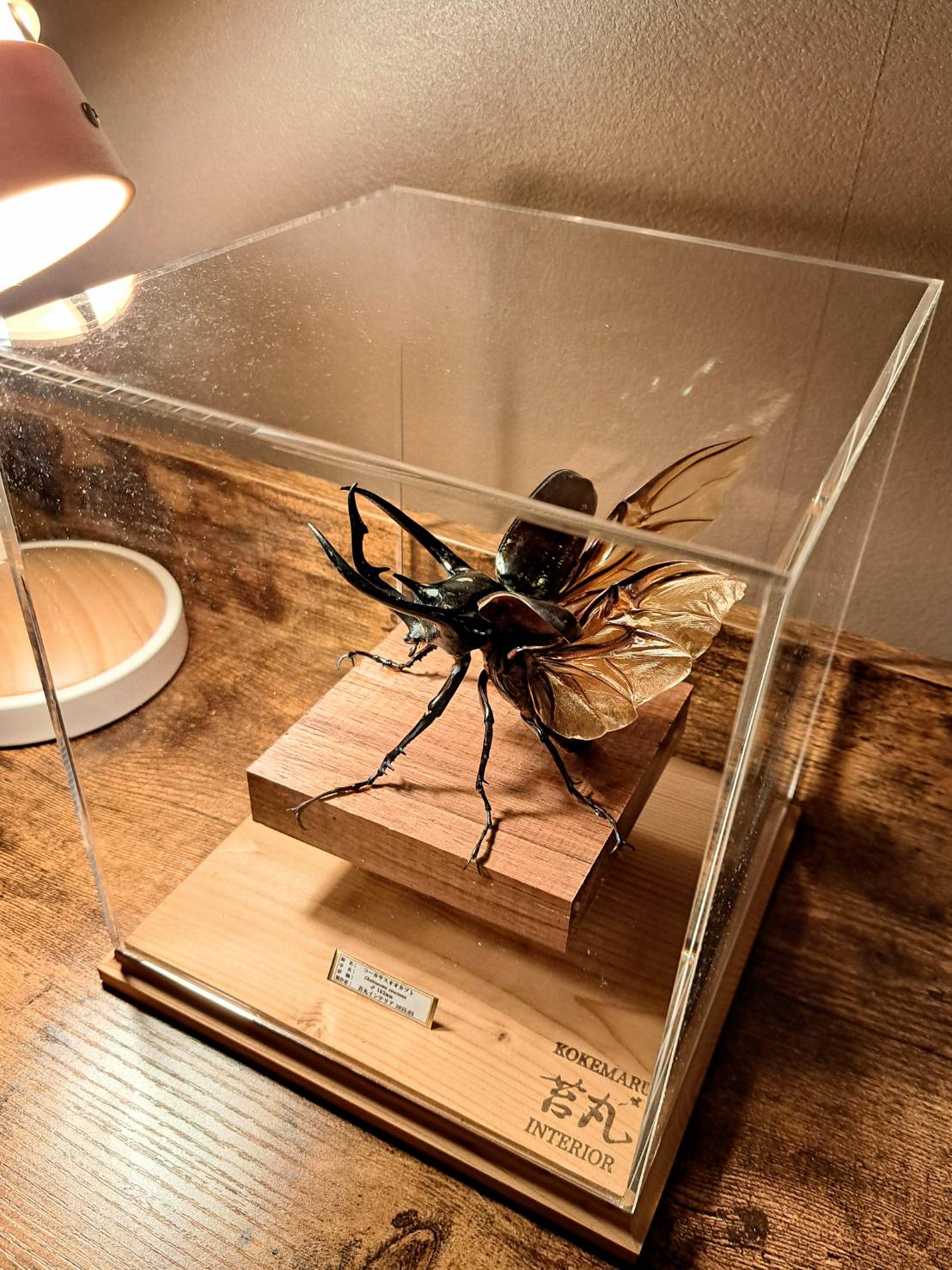 ラグジュアリー昆虫標本】コーカサスオオカブト♂102mm 立体標本