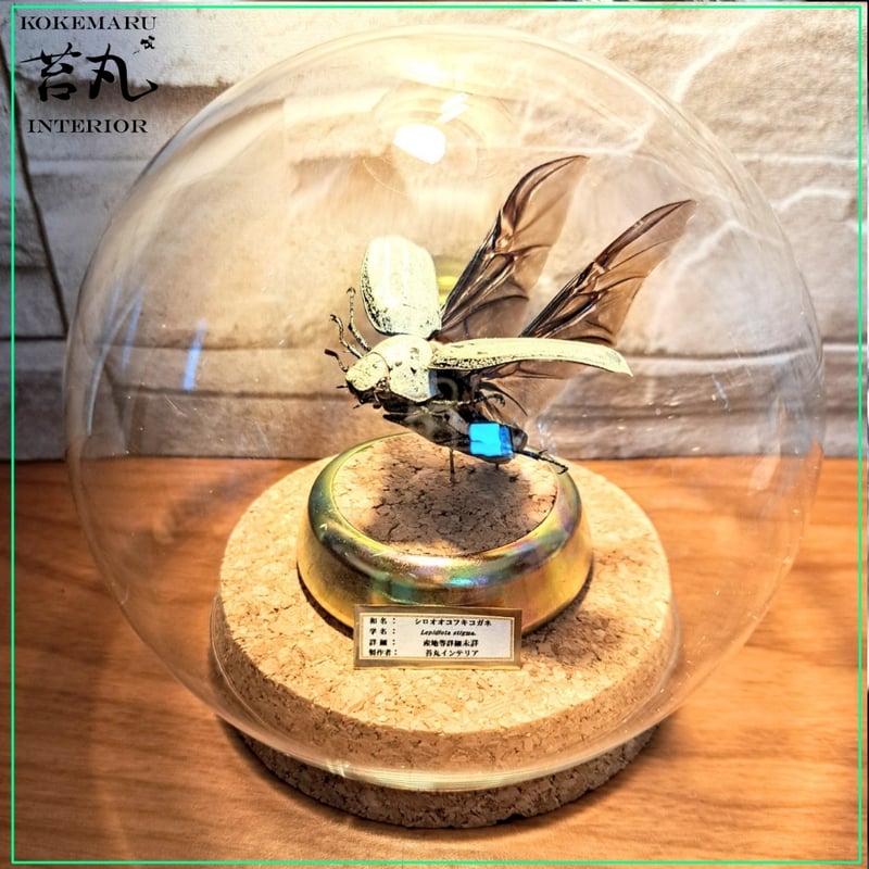 1点もの【昆虫標本】シロオオコフキコガネ飛翔仕上げ ガラスドーム