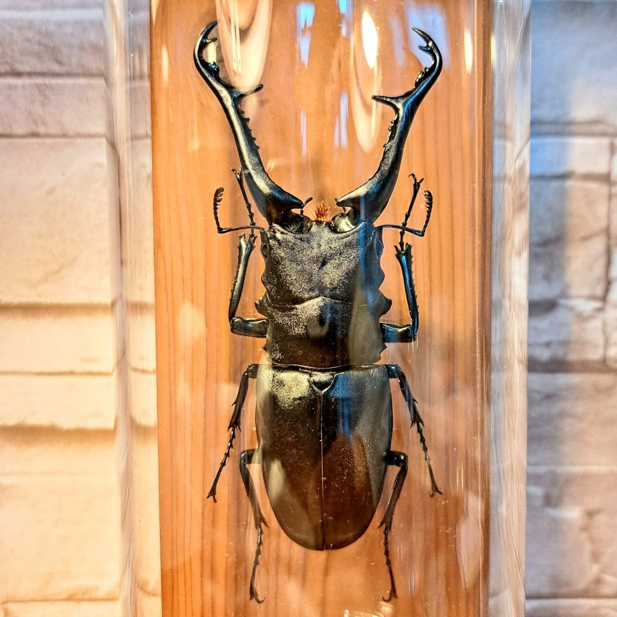 1点もの【昆虫標本】ギラファノコギリクワガタ♂(亜種：ケイスケ