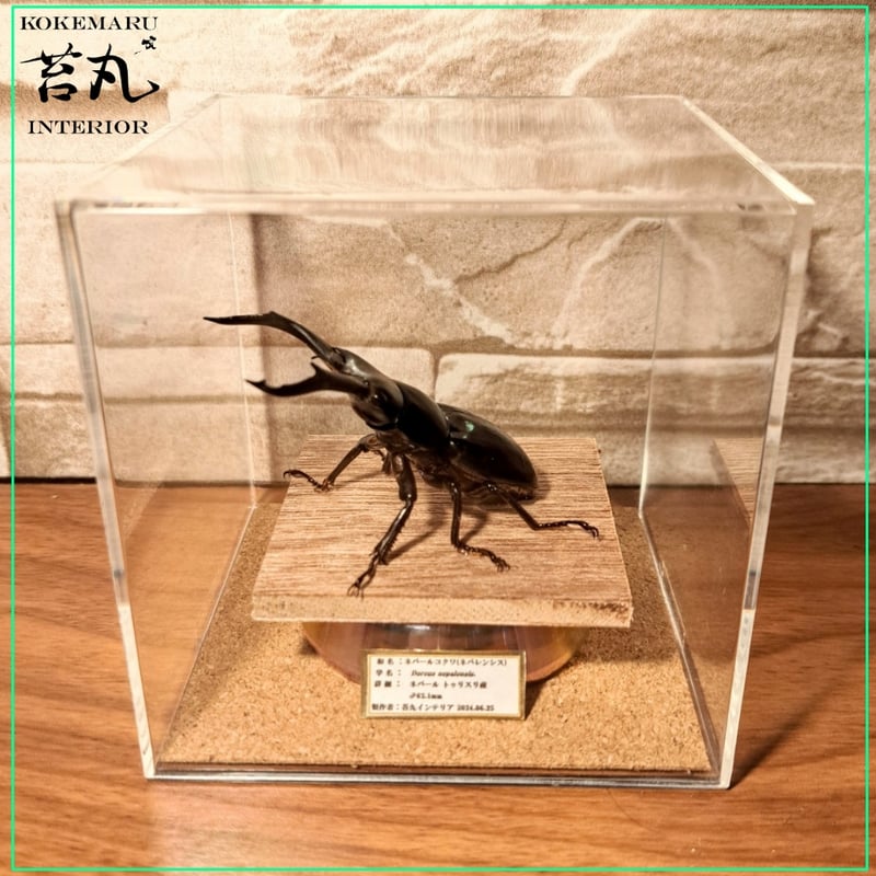 超特大 コンゴ産 シラフオオツノハナムグリ 99mm <0729z昆虫標本