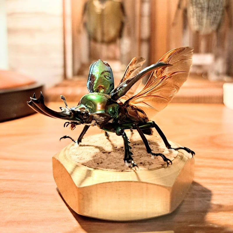 ラグジュアリー 昆虫標本】ニジイロクワガタ♂ピカール美形50.1 ラグジュアリー 昆虫標本】ニジイロクワガタ♂ピカール美形50.1