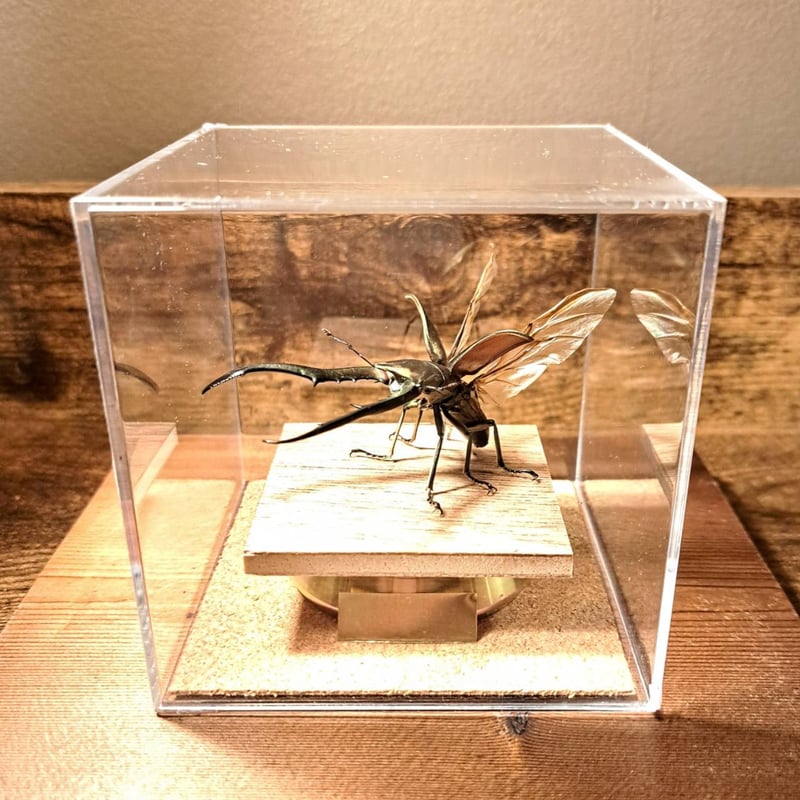 メタリフェル　大中小セット　標本 メタリフェル 大中小セット 標本 メタリフェル 大中小セット