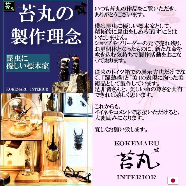 ラグジュアリー【昆虫標本】蛹(サナギ) 極太ヘラクレス ラグジュアリー【昆虫標本】蛹(サナギ) 極太ヘラクレス