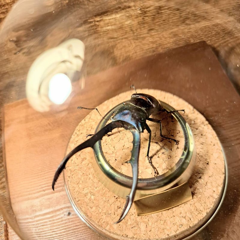 オプション選択可商品】＜定番＞メタリフェルホソアカクワガタ
