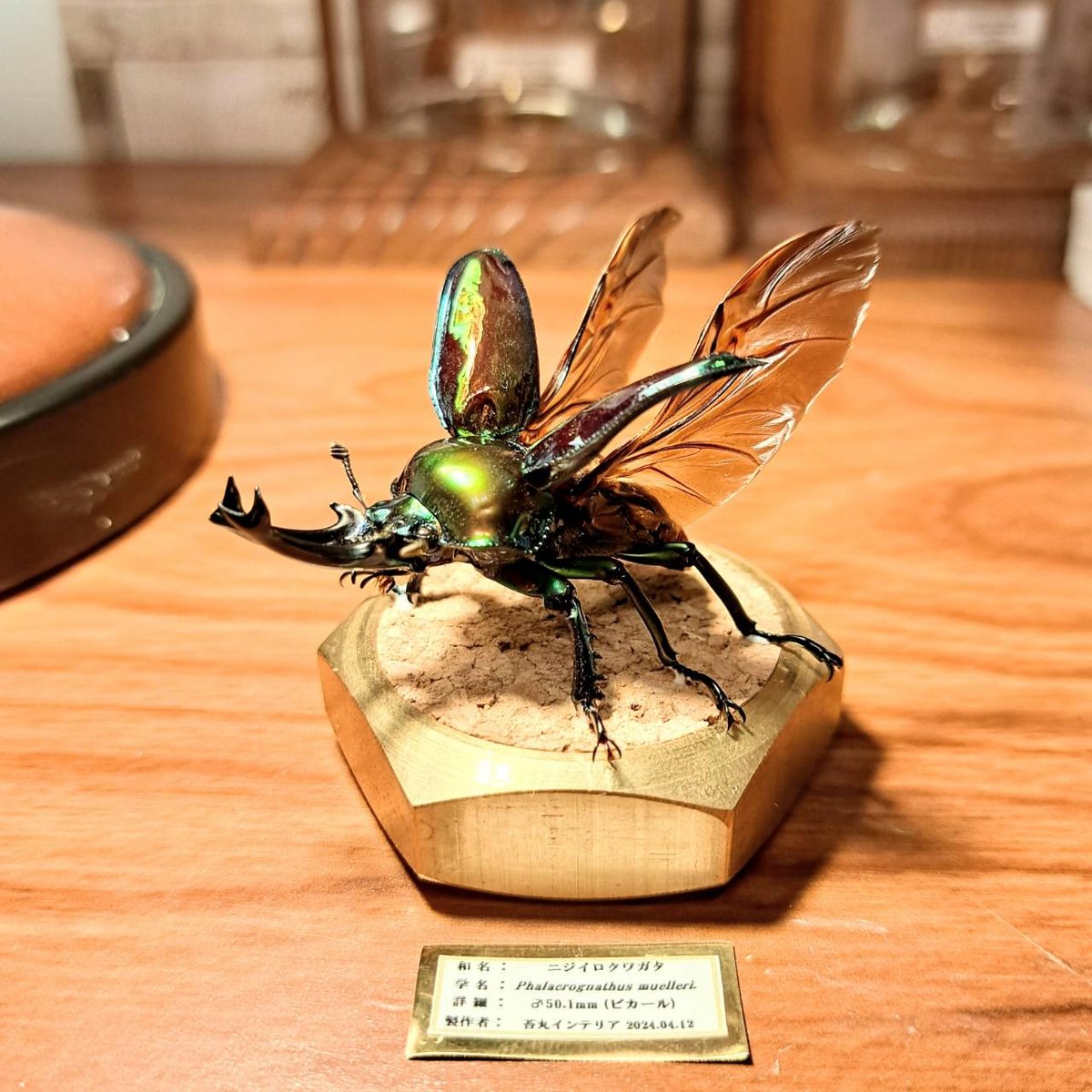 HYOHON『球』M】ニジイロクワガタ♂ピカール美形50.1mm | 苔丸