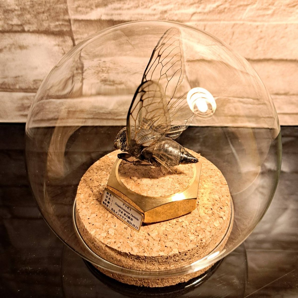 【標本☆熊蜂×2匹】アンティーク・ガラスドーム（木製） 昆虫標本】クマゼミ 飛翔型標本仕上げガラスドームM展示 | 苔丸