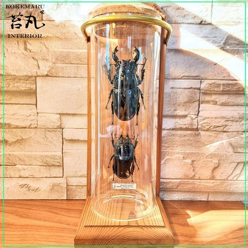【昆虫標本】タランドゥスオオツヤクワガタ　ガラスケース入り 1点もの【昆虫標本】(大型)タランドゥスオオツヤクワガタ♂84.3mm