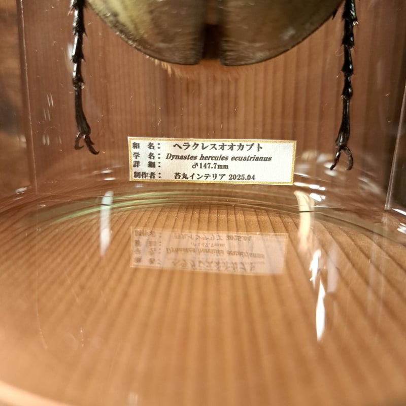 1点もの【昆虫標本】ヘラクレスオオカブト♂147.7mm 学術型インテリア