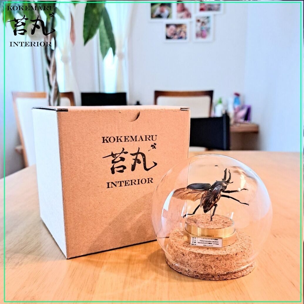ニジイロクワガタ　美品 展足済】美麗 ニジイロクワガタ 4色セット左から54㎜51㎜52㎜53