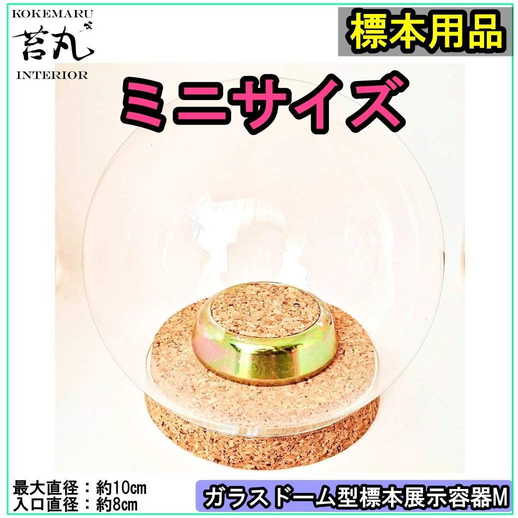 標本ケース 木製 ガラス多機能ケース 5点サイズ2点42cm3点40cm fit=scale-down,w=1200